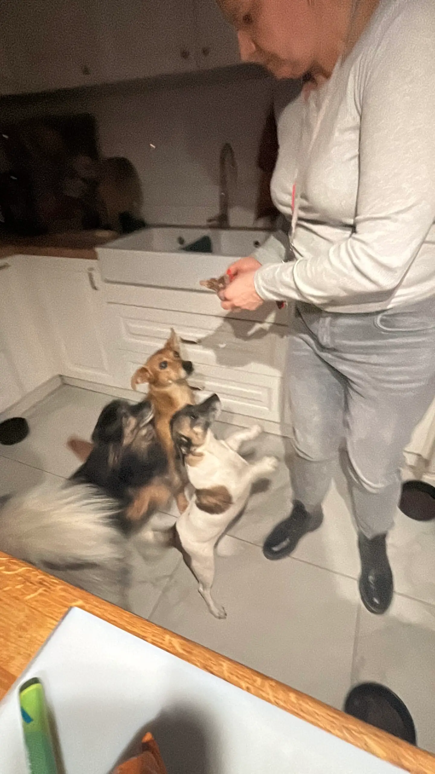 Opiekunka rozdająca psom smakołyki w kuchni