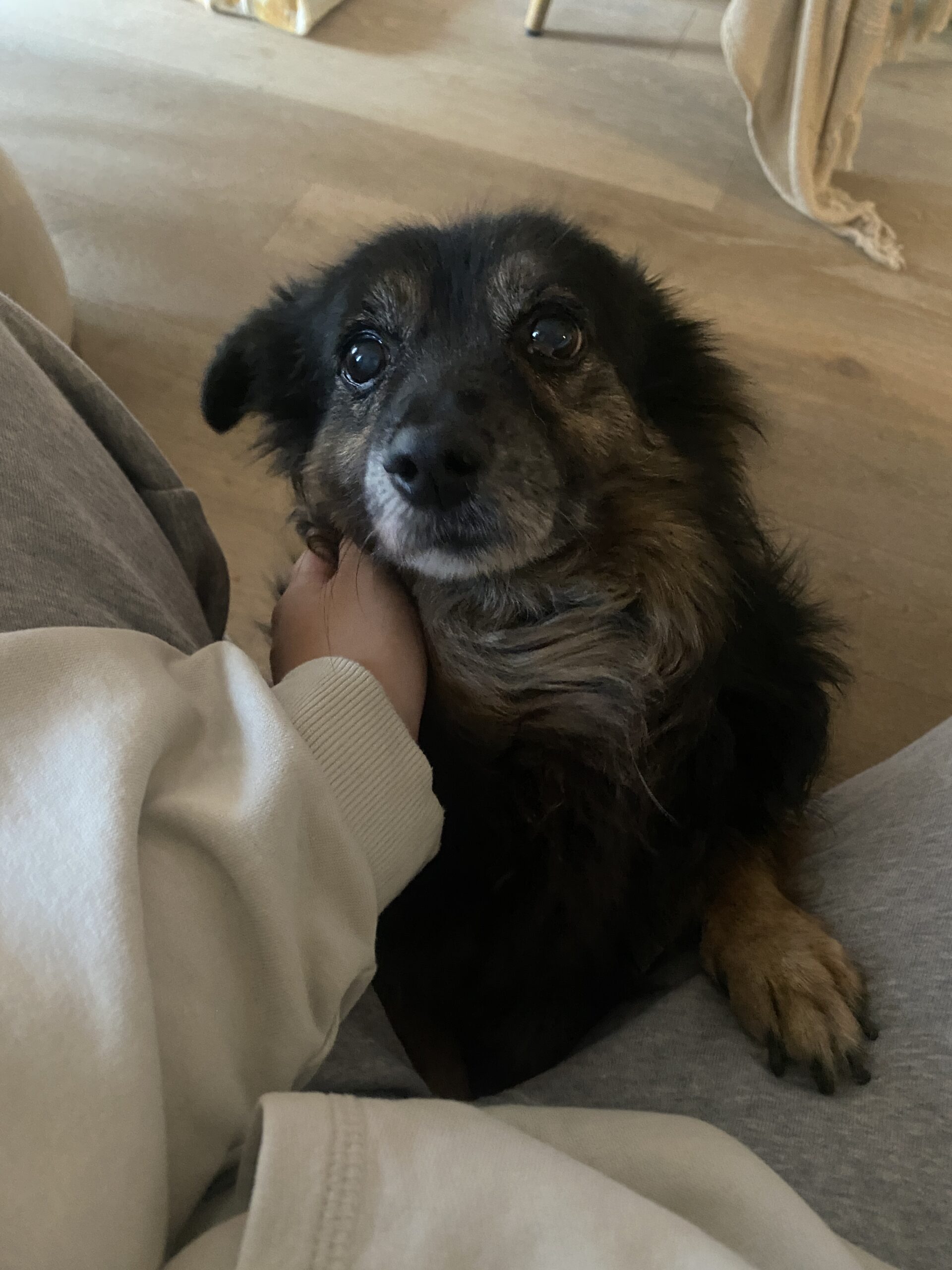 Zdjęcie pokazuje mojego psa Fafika