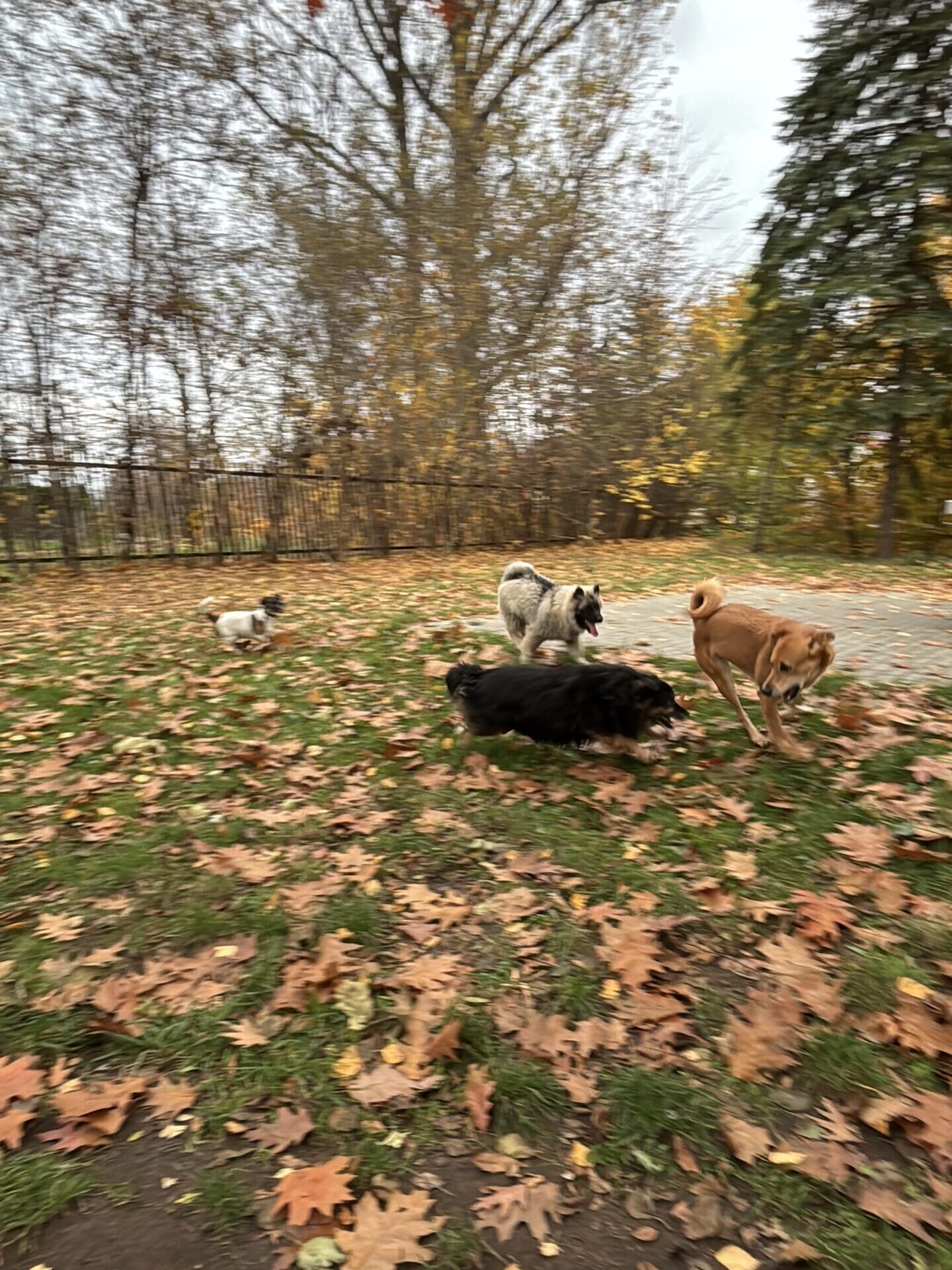 Zdjęcie pokazuje moje psy, które bawią się na dworze w jesień