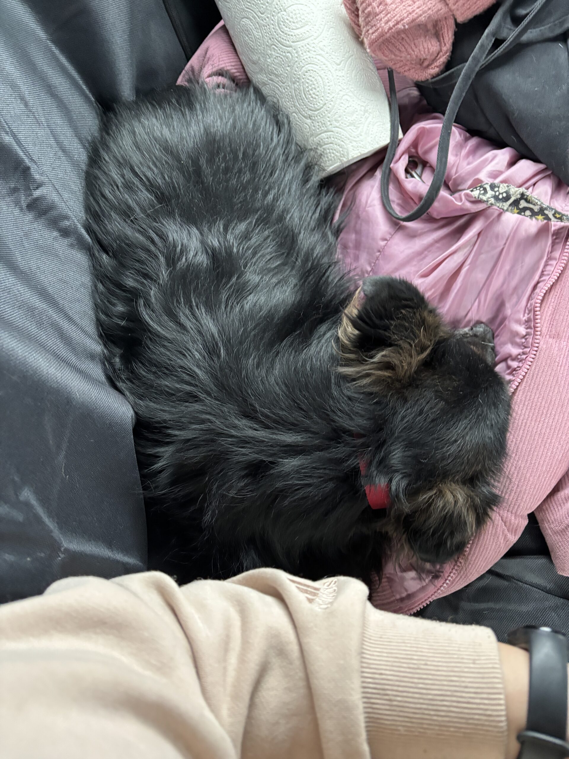 Zdjęcie pokazuje mojego psa Fafika, który śpi na kanapie