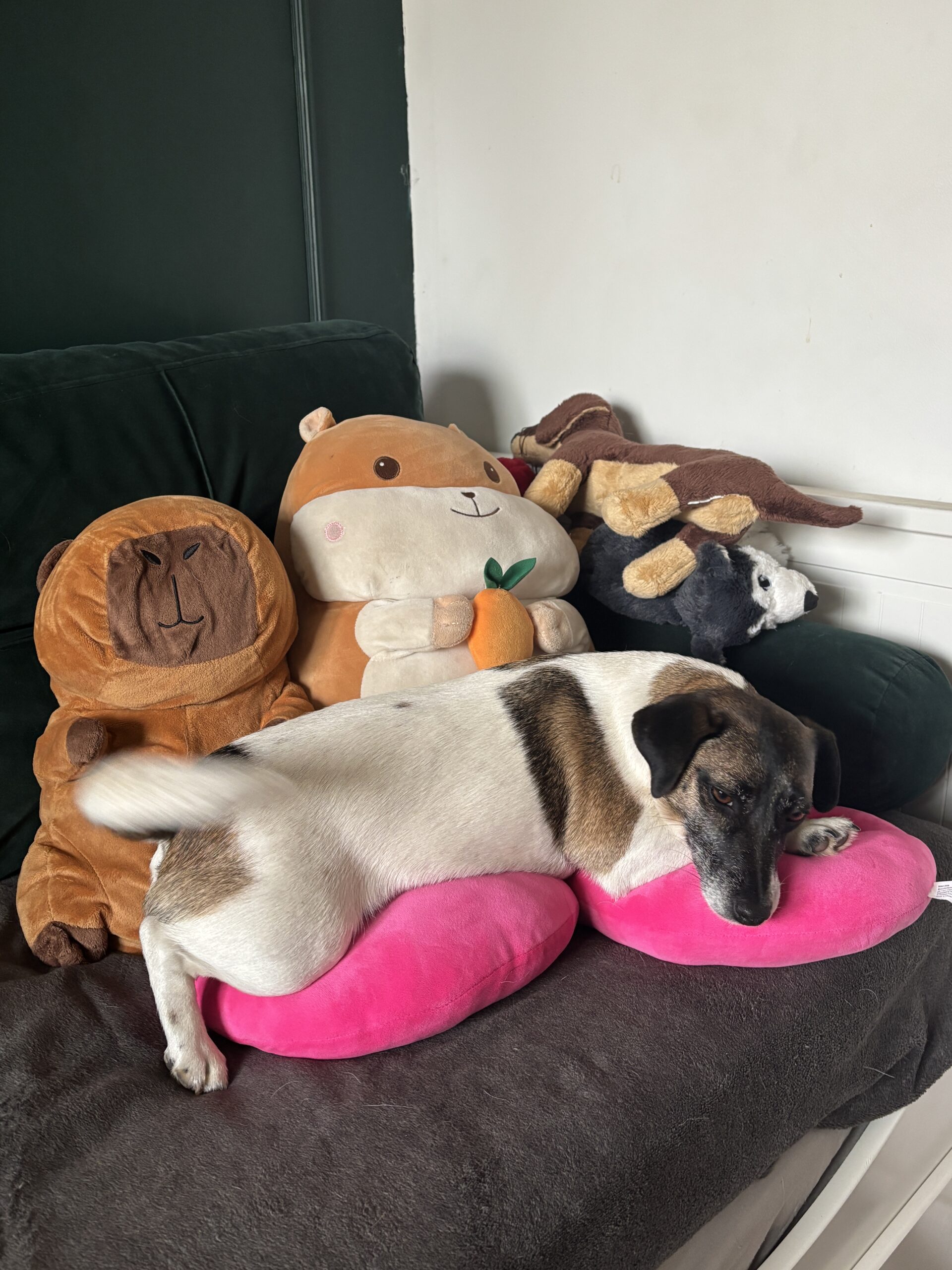 Zdjęcie pokazuje mojego psa Lucynę, która śpi