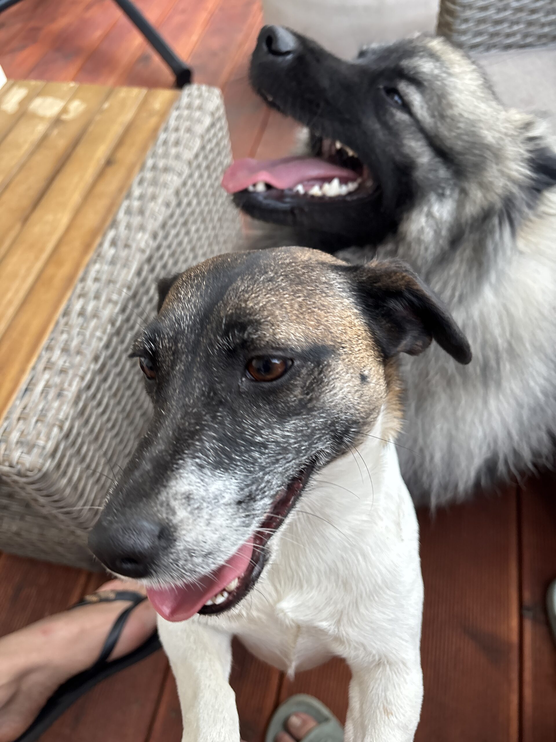 Zdjęcie pokazuje mojego psa Lucynę