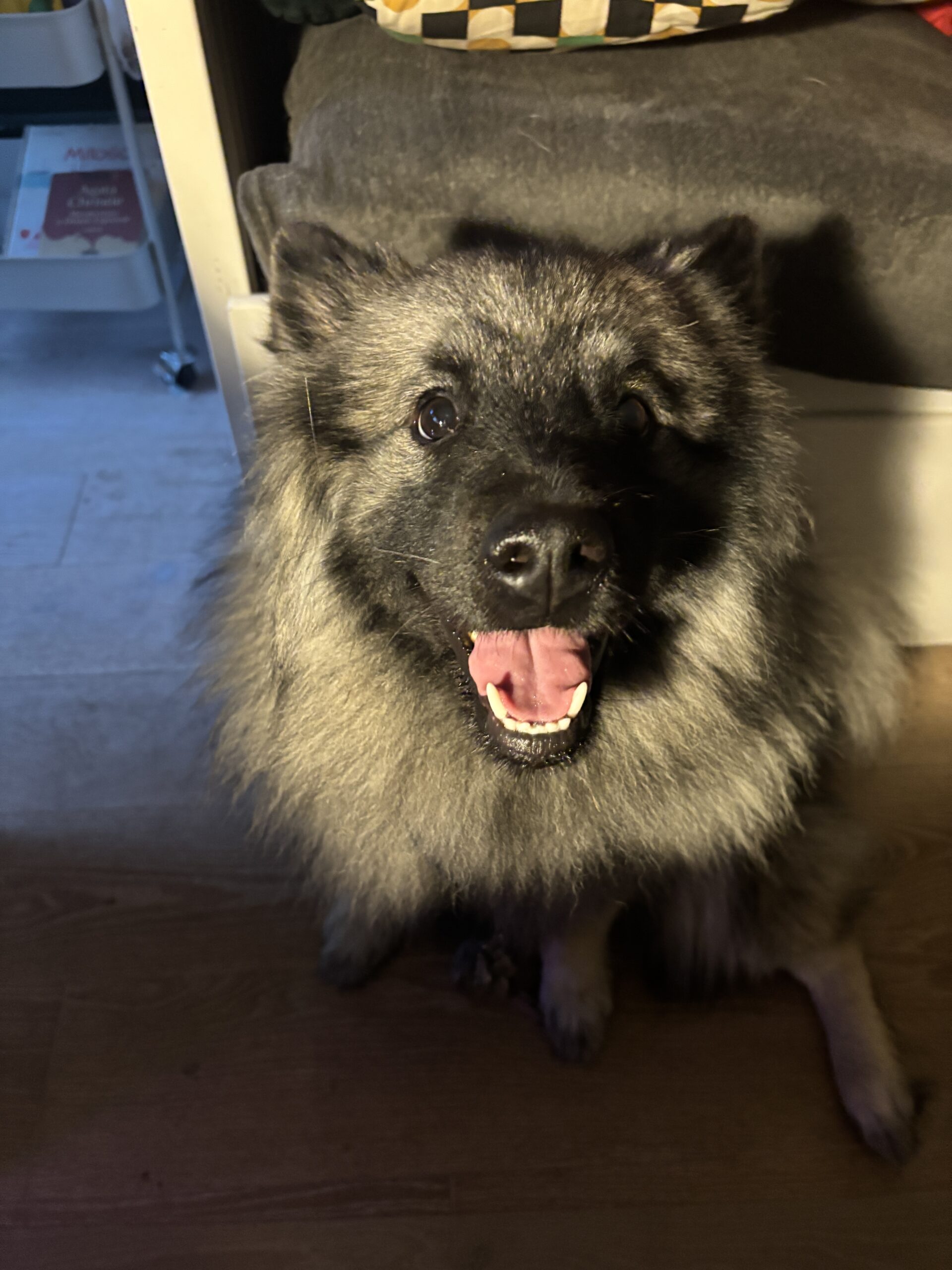 Zdjęcie pokazuje mojego psa Goldie