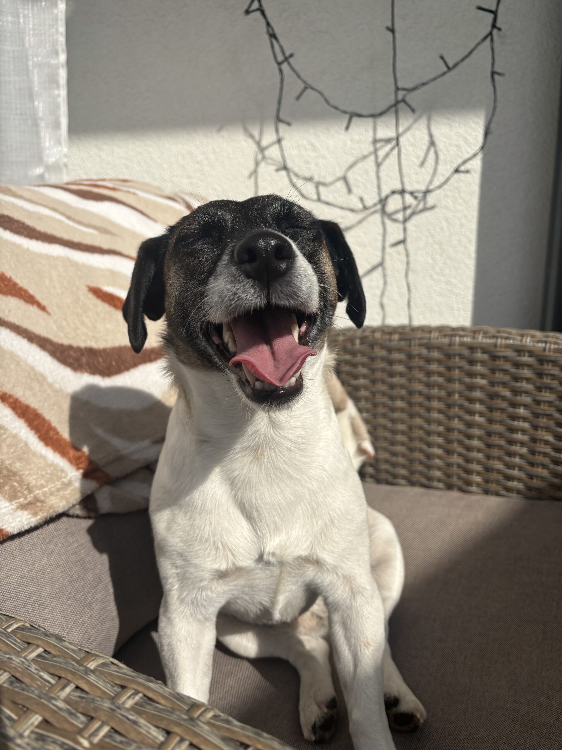 Zdjęcie pokazuje mojego psa Lucynę, która jest szczęśliwa na słońcu