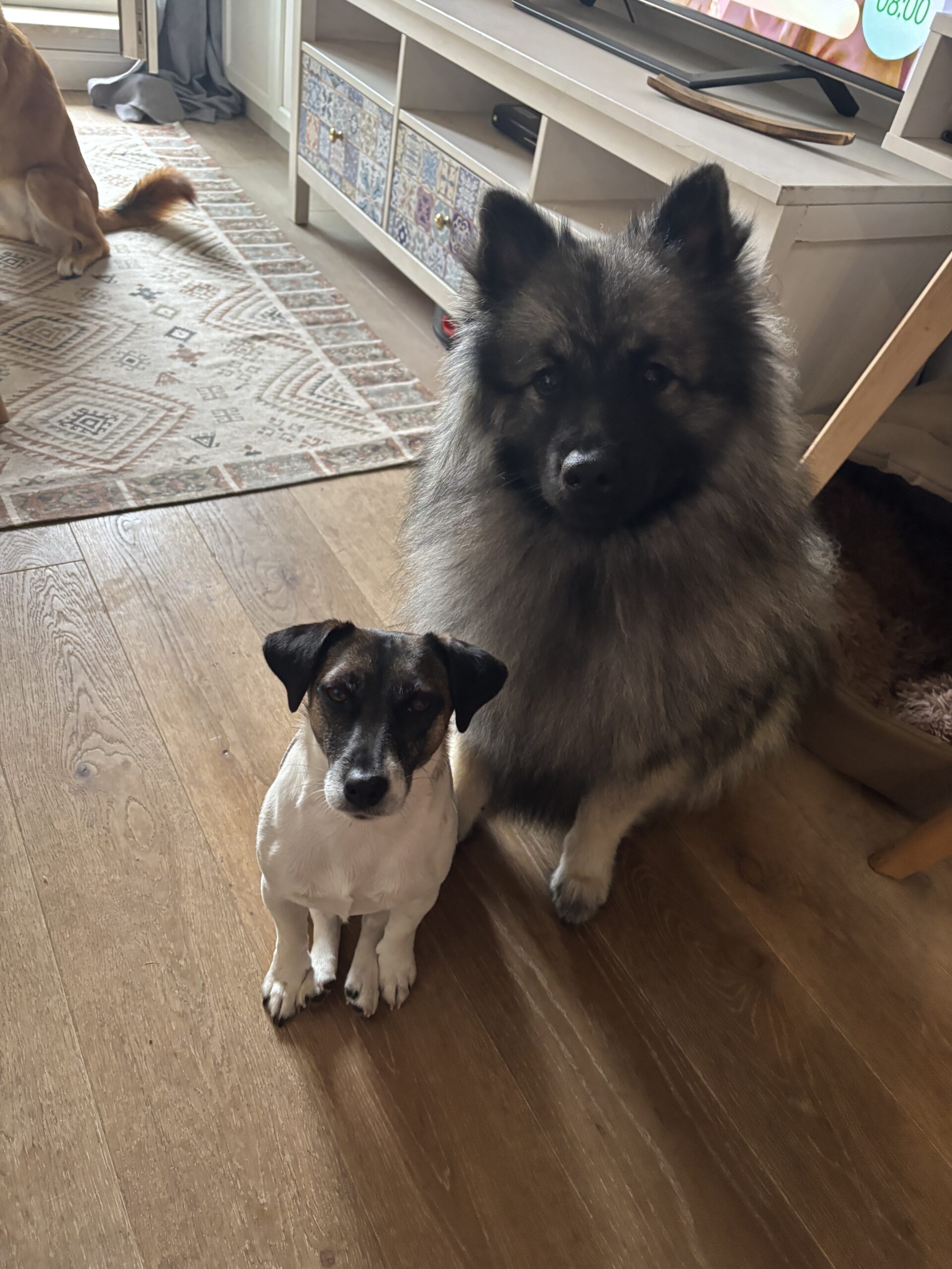 Zdjęcie pokazuje mojego psa Lucynę i mojego psa Goldie