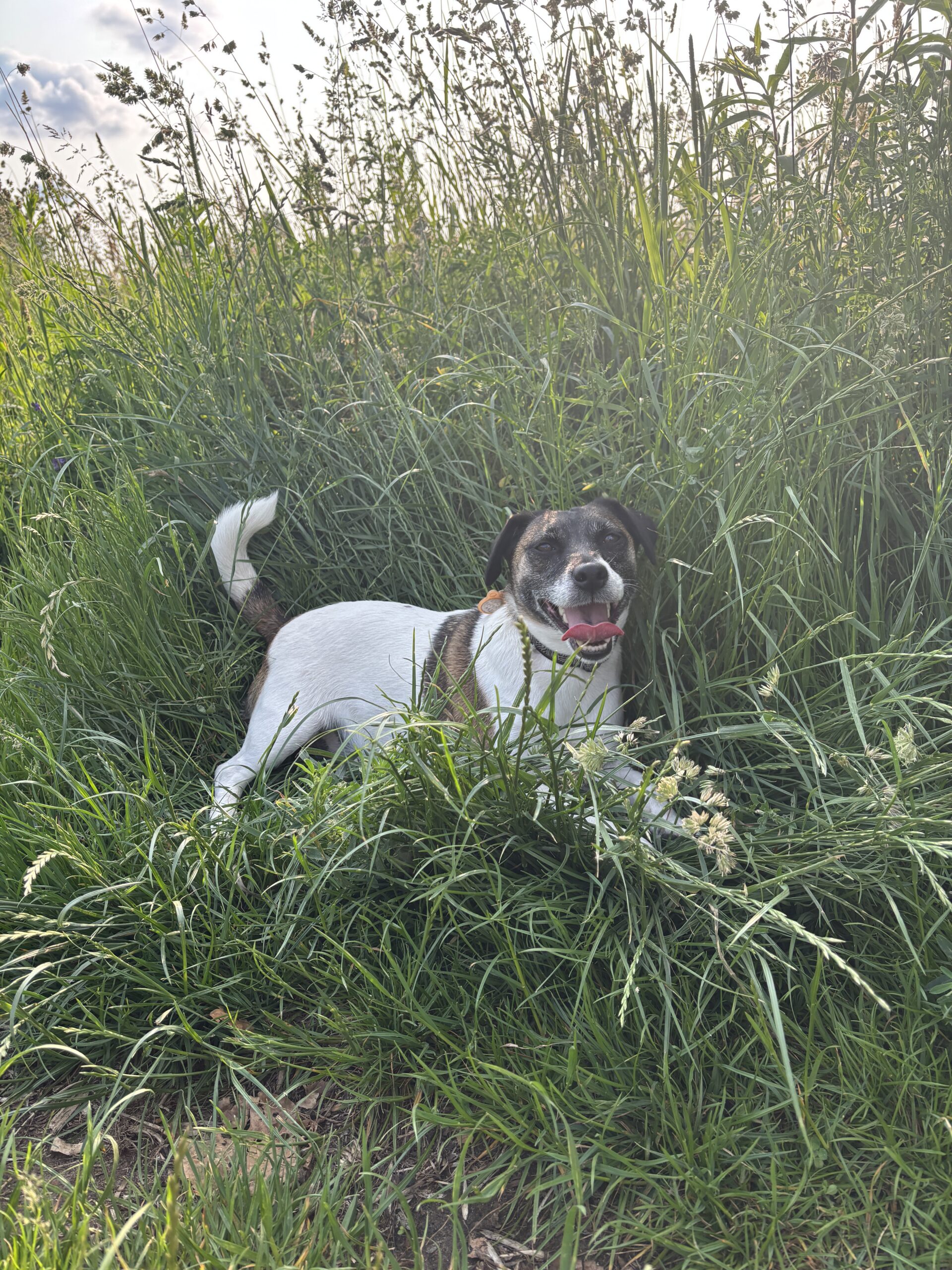 zdjęcie, na którym leży mój pies Lucyna w trawie