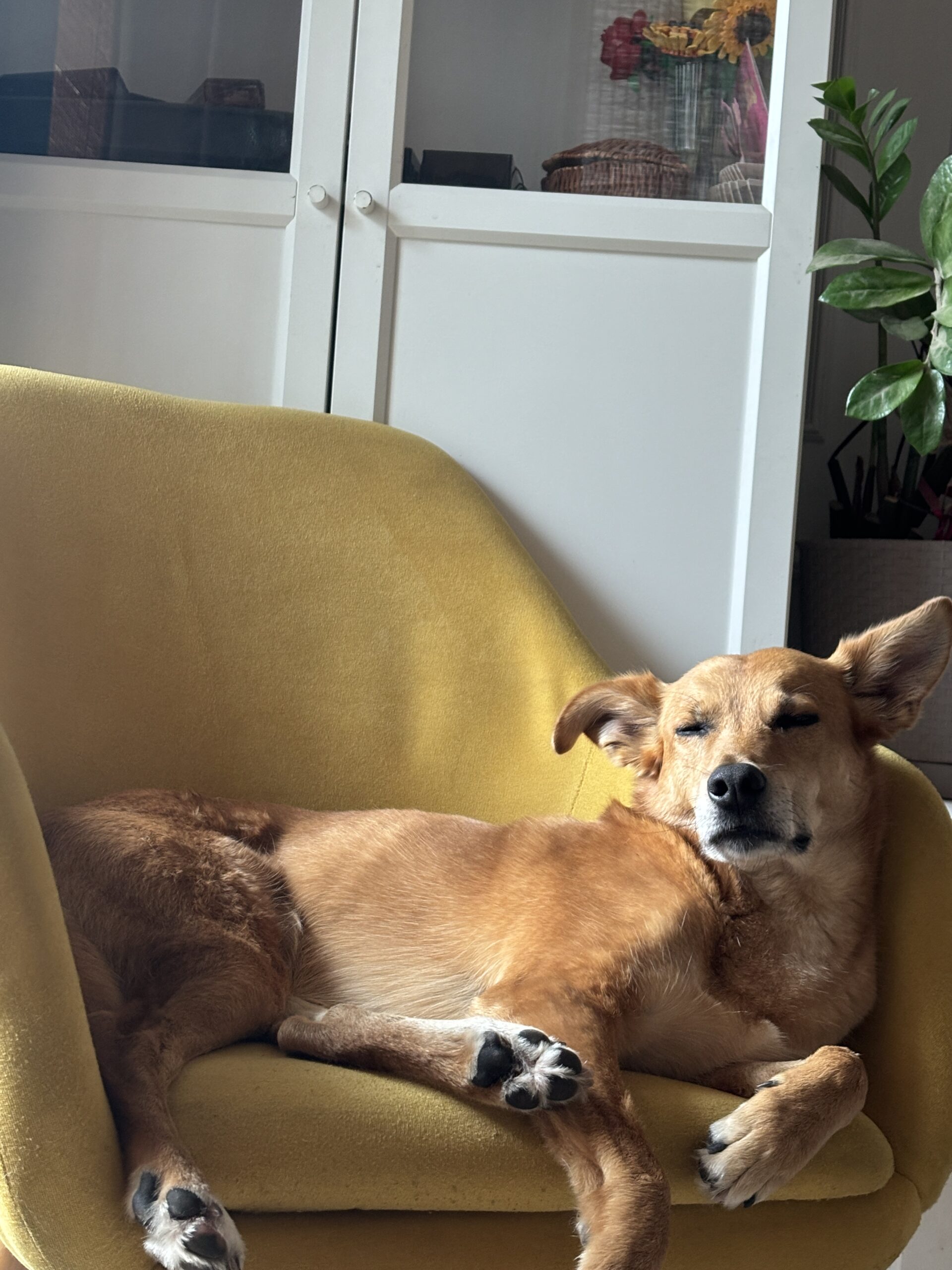 Zdjęcie pokazuje mojego psa Bellę, która śpi na fotelu